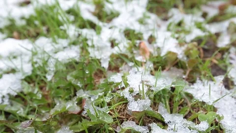 Snow on green grass Stock Footage 106224617