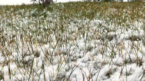 Snow on the green grass Stock Footage 162940453