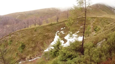 Snow on the Green Grass Under a Tree on a Mountain Top Stock Footage 63961597