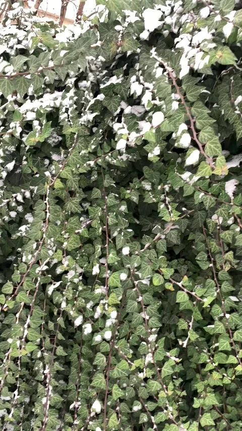 Snow on Green Ivy Hedge Background Stock Footage 330435677