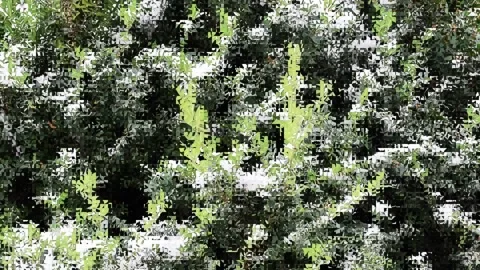 Snow on green leaves Stock-Footage 144361071
