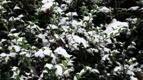 Snow on green leaves Stock-Footage 144361263