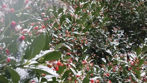 Snow on green leaves Video stock 149836382