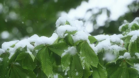 Snow on Green Leaves in Spring Видео 345651122