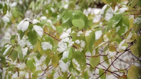 Snow on the green leaves of the tree Stock Footage 68997979