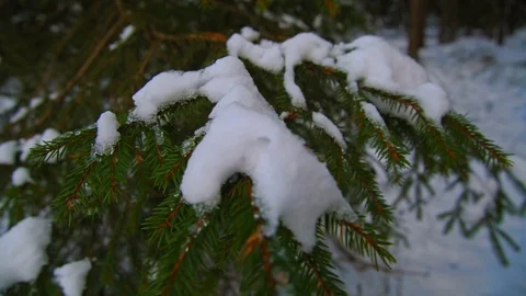 Snow on green spruce branch Stock Footage 70276867