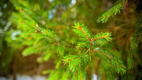 Snow on green spruce branch Vidéo 70292803