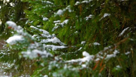 Snow on green spruce branch Stock Footage 70293140