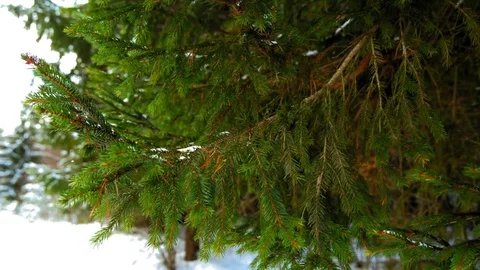 Snow on green spruce branch Stock Footage 70293962