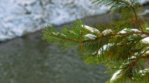 Snow on green spruce branch Stock Footage 70301429
