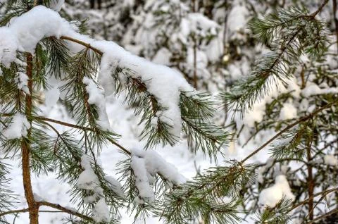 Snow on green spruce branch Stock Photos