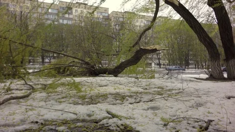 Snow on green trees. Consequences after the typhoon. Stock-Footage 74866390