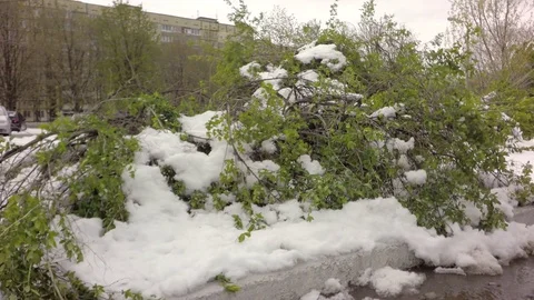 Snow on green trees. Consequences after the typhoon. Abnormal weather. 库存影片 74867078