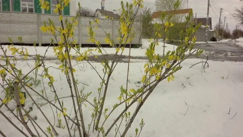 Snow on green trees 库存影片 74866439