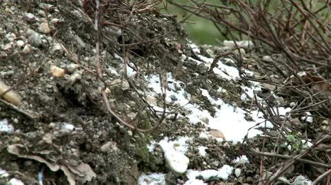 Snow on a ground 3 Video stock 10678622