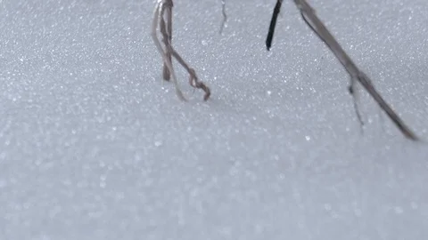 Snow on Ground and Branches Covered in Ice TILT UP Vídeos de archivo 104725437