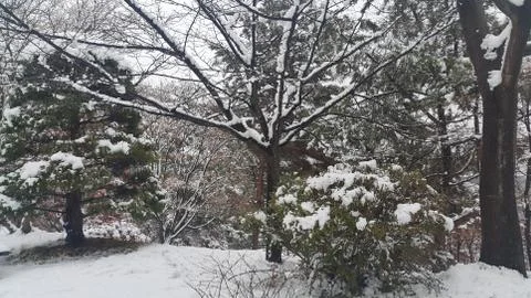 Snow on ground and tree branches in winter snowfall season Stock Photos