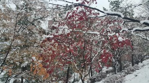 Snow on ground and tree branches in winter snowfall season Foto stock