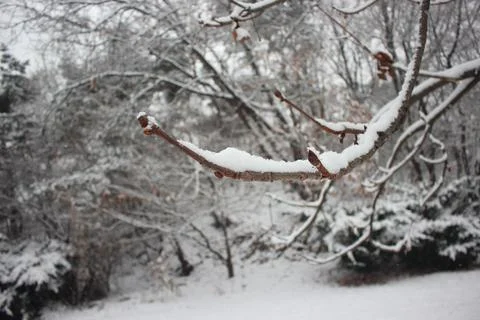 Snow on ground and tree branches in winter snowfall season Stock Photos