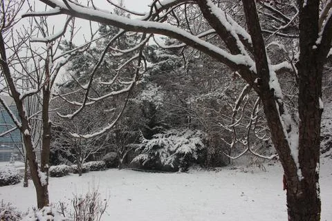 Snow on ground and tree branches in winter snowfall season Stock Photos