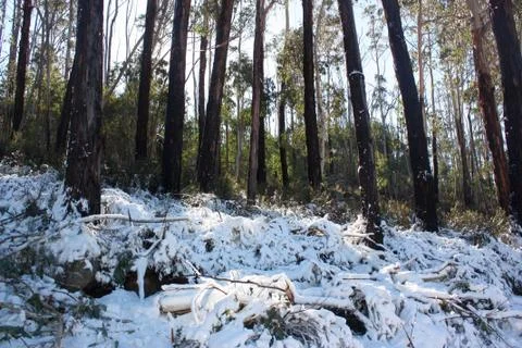 Snow on ground beneath Eucalyptus Trees in forest Stock Photos