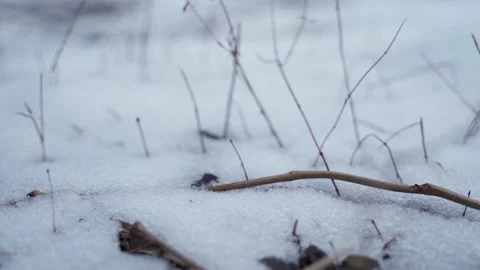 Snow on the ground with branches in winter when cloudy Stock Footage 157236290