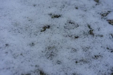Snow on ground close up view Stock Photos