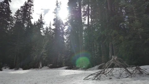 Snow Ground Dolly Forward to Trees Video stock 77477134