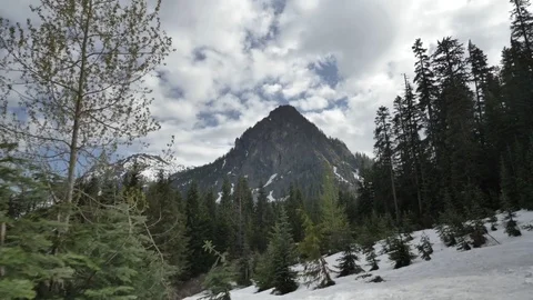 Snow Ground Dolly Right Past Trees Mountain Video stock 77477129