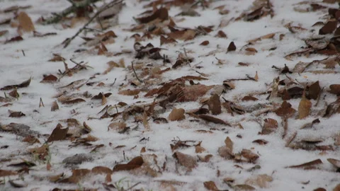 Snow on ground Video stock 148594782