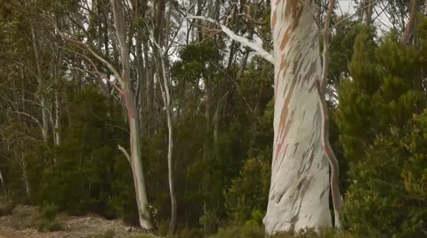 Snow Gum (Australia) Stock Footage 46487374