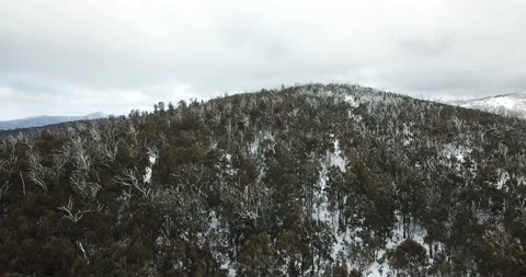 Snow on Gum Trees Australia 2 Stock Footage 151234424