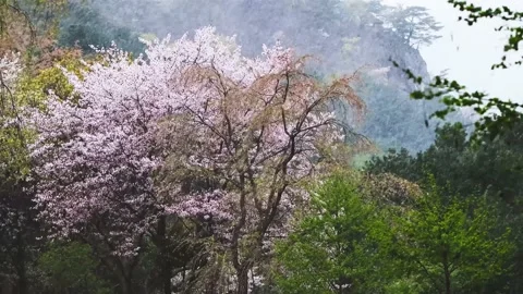 Snow, hail and stormy spring swaying cherry blossom trees Stock Footage 170115025
