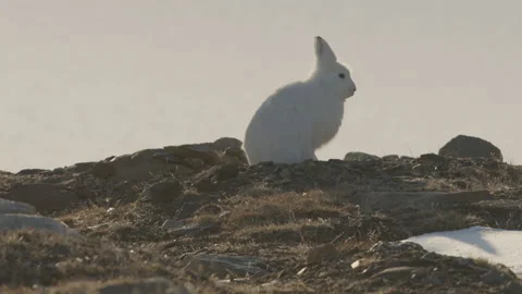 Snow Hare grazing in the wild Stock Footage 219555181