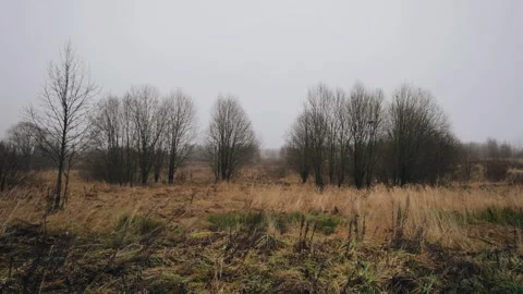 Snow has recently fallen on the outskirts of the forest and yellow grass Stock Footage 329372681