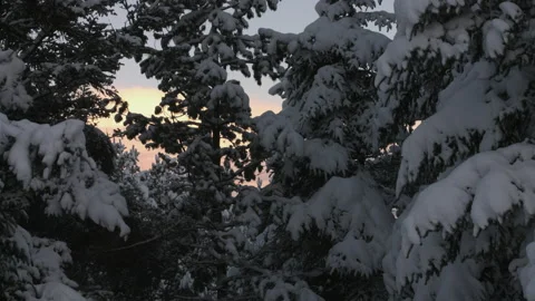 Snow Heavy Evergreen Branches Dusk Stock Footage 166964802