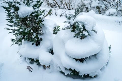 Snow helix on a tree Foto stock