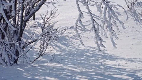 Snow hides and falls from the branches of a tree Stock Footage 101954812