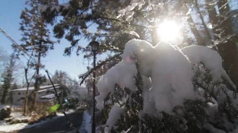 Snow Hit off Tree by Hand in Slow Motion with Sunflares, Slow Motion, Close Up. Stock Footage 85294358