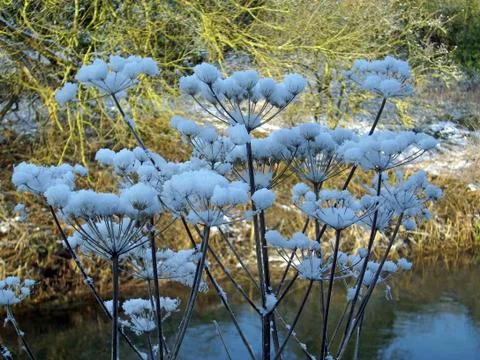 Snow on hogweed Stock Photos