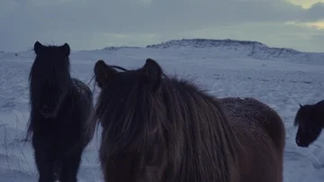 Snow Horses Close Up Pan Stock Footage 85477322