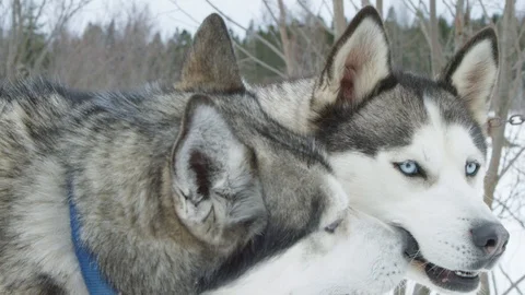 Snow Huskies in Canada 4k Stock Footage 103346624