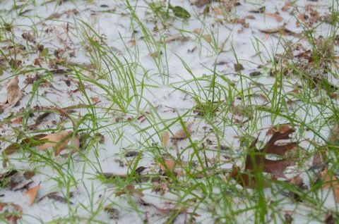 Snow &amp; Ice in the Grass Stock Photos