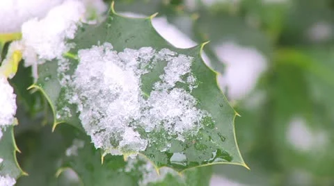 Snow &amp; Ice on Leaves Stock Footage 18083505