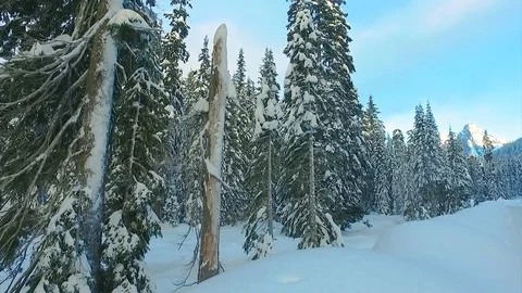 Snow int the forest Stock Footage 72134123