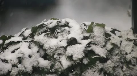 Snow on Ivy Stock Footage 22277124