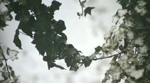 Snow on Ivy leaves Stock Footage 22277293