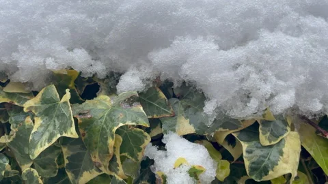 Snow on Ivy, Winter Stock Footage 241571795