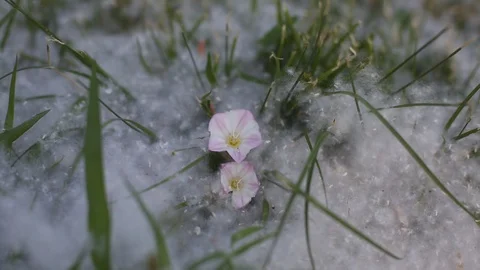 Snow in June Stock Footage 109547352