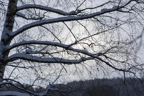 Snow-laden birch branches stretch across a pale winter sky Stock Photos